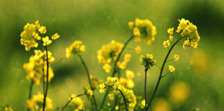 Lecytyna – jaki jest jej wpływ na organizm człowieka