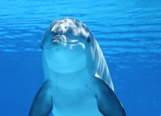 Ile schnie Delfin? Ile schnie Delfin?