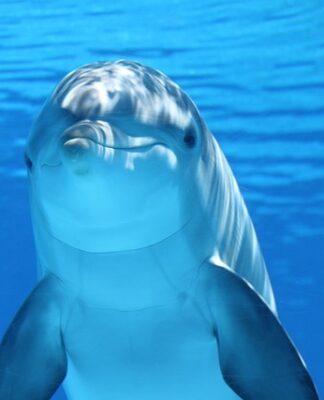 Ile schnie Delfin? Ile schnie Delfin?