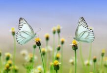 Co mówi para młoda w kościele? Co mówi para młoda w kościele?